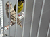 BEAUTIFUL PAIR SISKIN MUTATION COLOUR