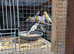 Birds for sale