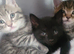 Main coon kittens