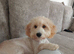 20 week old cockapoo
