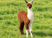 Stunning Group of 3 females with 3 male cria at foot