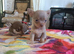 Exquisite Tiny Chihuahua puppies.
