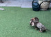 *+*+*+*+*+ KENNEL CLUB REGISTERED MINIATURE DACHSHUND *+*+*+*+*+