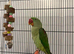 Beautiful alexandrine female parrot