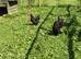 13 Hens and 2 Cockerels to rehome due to downsizing