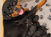 Exceptional Rottweiler Puppies - ADRK & Dr Timmitor Bloodlines