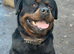 Rottweiler stud
