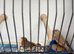 Orange & black mutation zebra finches for sale
