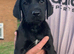 Kc reg Labrador boys