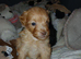 Jackapoo puppies - Beautiful colours
