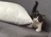 male kitten born in 1 January 2026 Tuxedo