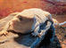 Hypo Zero female Bearded Dragon