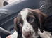 Sprocker spaniel
