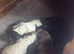 Lovely cocker spaniel puppies