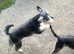 2 sisters looking for new homes