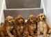 Cockapoo puppies F1 ready now