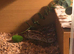 Ball python