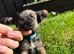 Border Terrier puppies ONLY 2 BOYS LEFT! SLEM clear