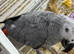 Baby African grey