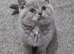 Female tortie British Shorthair kitten