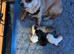 Beautiful kc pedigree puppies