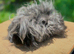 Lunkarya Boar