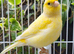 Various show canaries for sale of different breeds