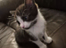 2 kittens available next week