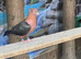2 pairs of Archangel pigeons