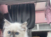 Ragdoll kittens