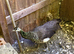 Indian blue peahen