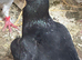 Carrier hen