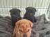 3 beautiful sharpi puppies