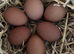 Welsummer (Large Fowl) Hatching eggs x 6 eggs