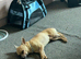 LOVING FOREVER HOME WANTED FOR SOBY