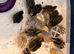 Coturnix quail chicks