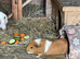 2 pairs of Guinea Pigs