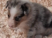 Blue and Tri Blue Merle