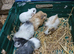 5 male baby guinea pigs
