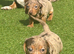 STOP SCROLLING! ADORABLE DACHSHUND PUPPIES AVAILABLE