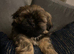 Shih Tzu puppies 2 boys ready now
