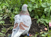 Pigeons for sale