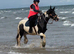ELSA 14.2h cob mare 6 years old.