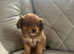 Pomeranian X Shih Tzu