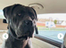 Rex cane corso