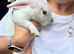 Mini lop male baby’s