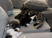 7 kittens for sale 5 left