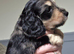 Dapple mini long haired Dachshund