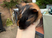 4 week old boys avalible