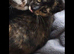 Cats for rehoming